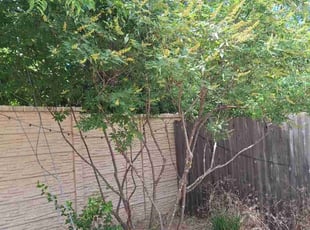 Bush Trimming by Derek Schoenfeld for Rachael H. in San Antonio, TX