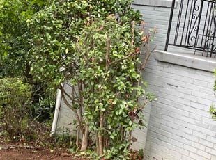 Bush Trimming by Virgil GREENE for Cypress H. in Atlanta, GA