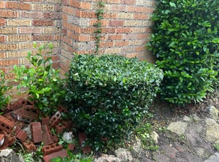 Bush Trimming by Paul Jones for Linda R. in Houston, TX