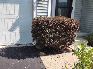 Bush Trimming by Daniel Bunch for Kemei Z. in Columbus, OH