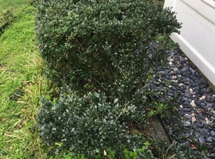 Bush Trimming by Giovanni HErnandez for Rāshēda E. in Bowie, MD