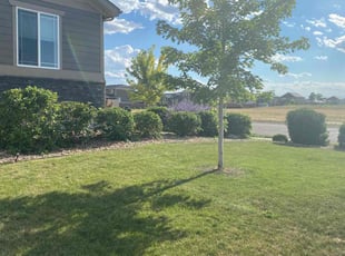 Bush Trimming by Tylon Newcomb for Tomas M. in Aurora, CO