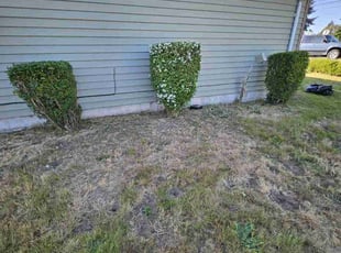 Bush Trimming by Nicholas Cortes for Emma A. in Seattle, WA