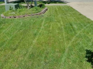 Ayana P.'s Yard Cutting service result