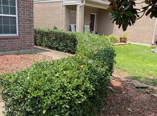 Bush Trimming by Thomas Ruiz for David C. in Cypress, TX