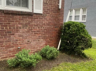 Bush Trimming by Thomas Harner IV for Sharon K. in Washington, DC