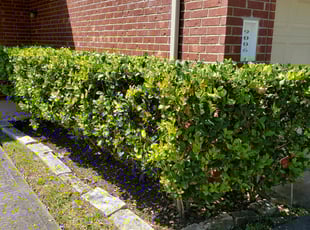 Bush Trimming by Amy Carrillo for undefined J. in Humble, TX