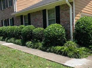 Bush Trimming by Delbert Rosa for Morgan N. in Lilburn, GA