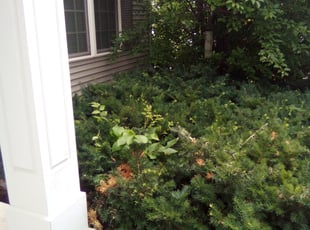 Bush Trimming by Kevin Rhyne for Charles F. in Madison, WI