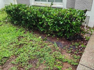 Bush Trimming by Cari Butler for Zinia B. in Valrico, FL