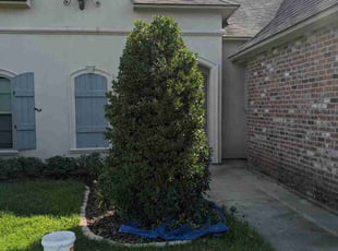 Bush Trimming by Rodney Thibodeaux for Maranda C. in Baton Rouge, LA