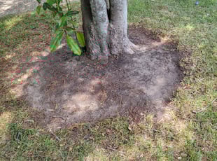 Weeding by Gladis Carcamo for COST R. in Katy, TX