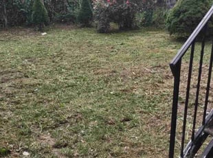Terence S.'s Lawn Mowing service result