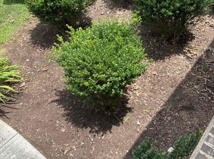 Weeding by Mauricio Medina for Phillip S. in Loganville, GA