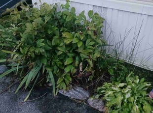 Weeding by Bryan Crowder for Paul F. in Newark, DE
