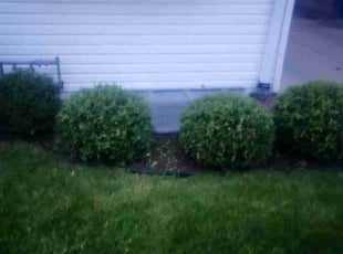 Weeding by Robert Brown for Josephine G. in Shorewood, WI