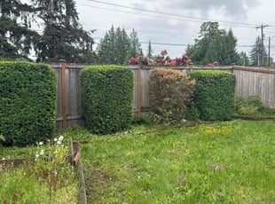 Bush Trimming by Kurian Jones-Fryberg for Summer M. in Lake Stevens, WA