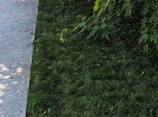 Mary Ellen C.'s Yard Cutting service result