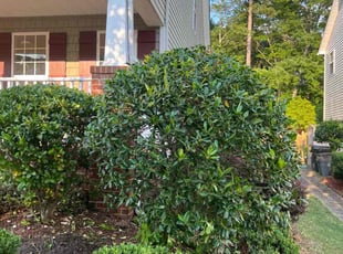 Bush Trimming by Nick Halferty for Magesh M. in Morrisville, NC