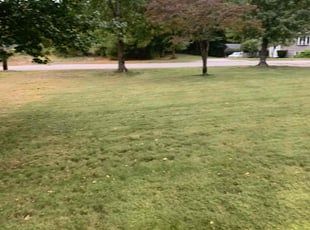 Elizabeth N.'s Grass Cutting service result