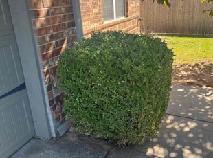 Bush Trimming by Arlyn Franco for Kim H. in Norman, OK
