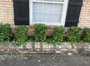 Bush Trimming by Phillip Wilson for Omeeka C. in Oklahoma City, OK