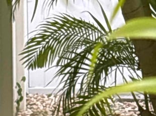 Cleanups by Cheryl Badger for Shelley V. in Oldsmar, FL