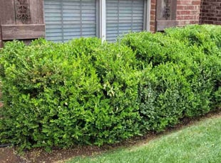 Bush Trimming by Lindsey Moss for Greg R. in Amarillo, TX