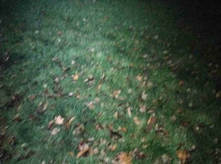 Leaf Removal by Matthew Bobbio for Karthik D. in Meridian charter Township, MI