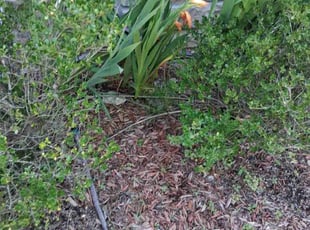 Weeding by Khalid Muhammad for Hunter H. in Morrisville, NC