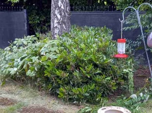 Bush Trimming by John Bouis for Fuck O. in Seattle, WA