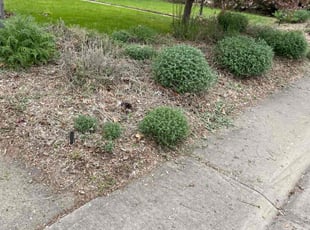 Bush Trimming by Aaron Fresquez for Hanna J. in Denver, CO
