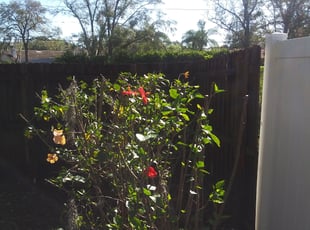 Bush Trimming by Raymone Wimpye El for Gini H. in Clearwater, FL