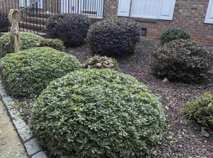 Cleanups by David Timmons for April M. in Raleigh, NC