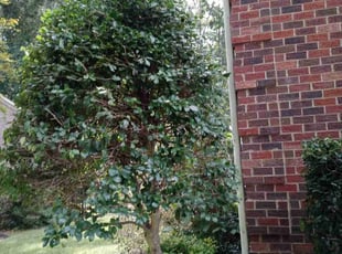 Bush Trimming by Damion Forney for Lisa B. in Matthews, NC