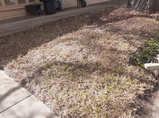 Leaf Removal by Wilmer Padilla for Paul F. in Plano, TX