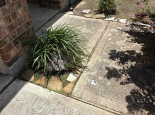 Weeding by Jose Gil for Nick A. in Fresno, TX