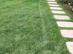 Weeding by Angela Shinaut for Jack C. in Denver, CO