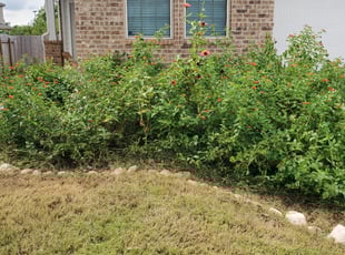 Bush Trimming by Joel Anguiano for Supreeth M. in Austin, TX