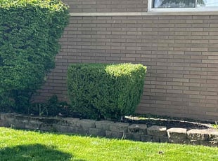 Bush Trimming by Kenneth Holden for William G. in Warren, MI