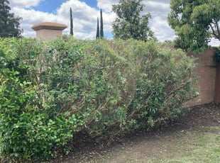 Bush Trimming by Hugo Lopez for Deborah F. in Temecula, CA