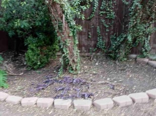 Leaf Removal by Angel Nieves for Calais G. in San Antonio, TX