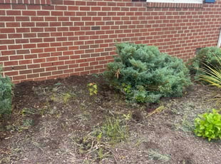 Bush Trimming by EV Jenkins-Benavides for Alyssabeth K. in Midlothian, VA