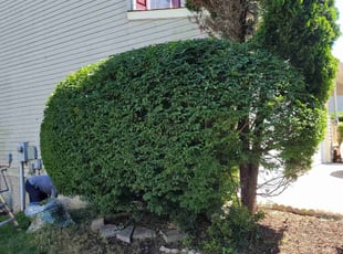 Bush Trimming by Rose Valle for Melissa M. in Woodbridge, VA