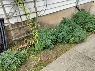 Weeding by Jesse Johnson for Winston T. in Columbus, OH