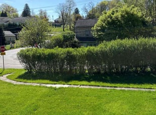 Bush Trimming by Gisselle Massa for Sonny S. in Philadelphia, PA