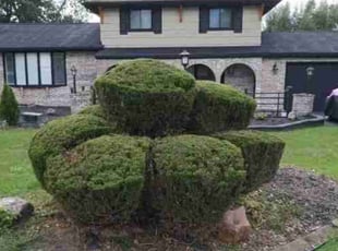 Bush Trimming by Edward Love for Tony R. in Rochester, NY