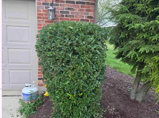 Bush Trimming by Eric Lee for Rong W. in Springboro, OH
