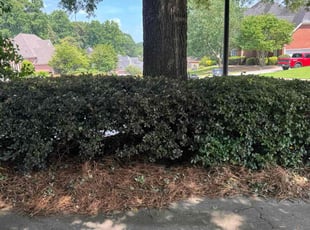 Bush Trimming by Armando J for Jason N. in Lawrenceville, GA