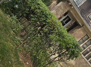 Bush Trimming by Robert Doedy for Karl R. in Milwaukee, WI